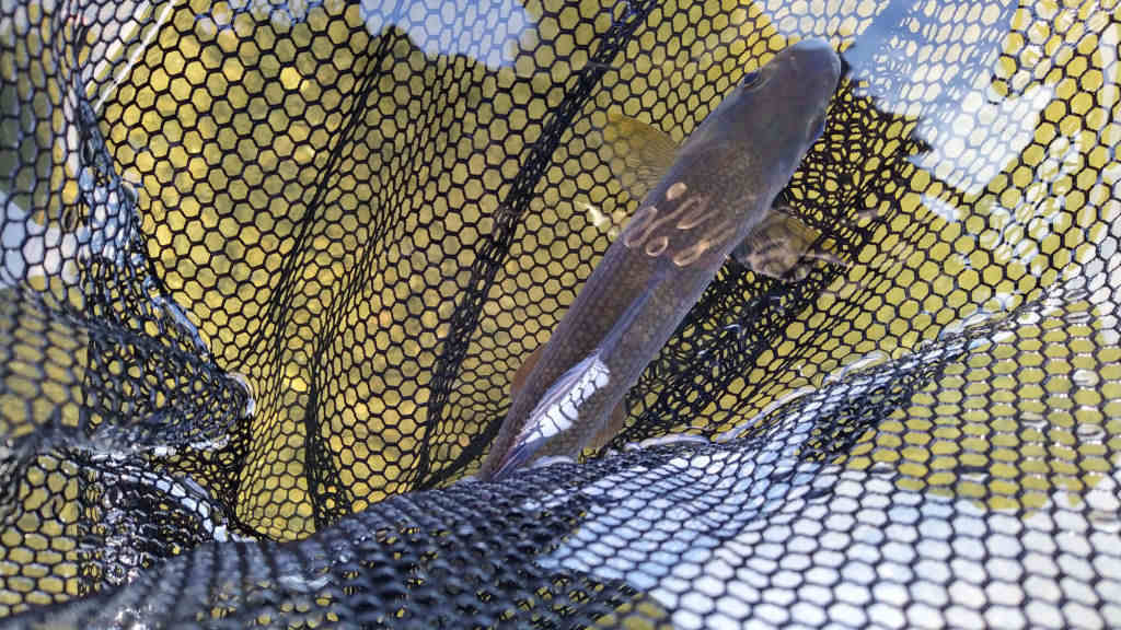 Photo of the grayling in the net